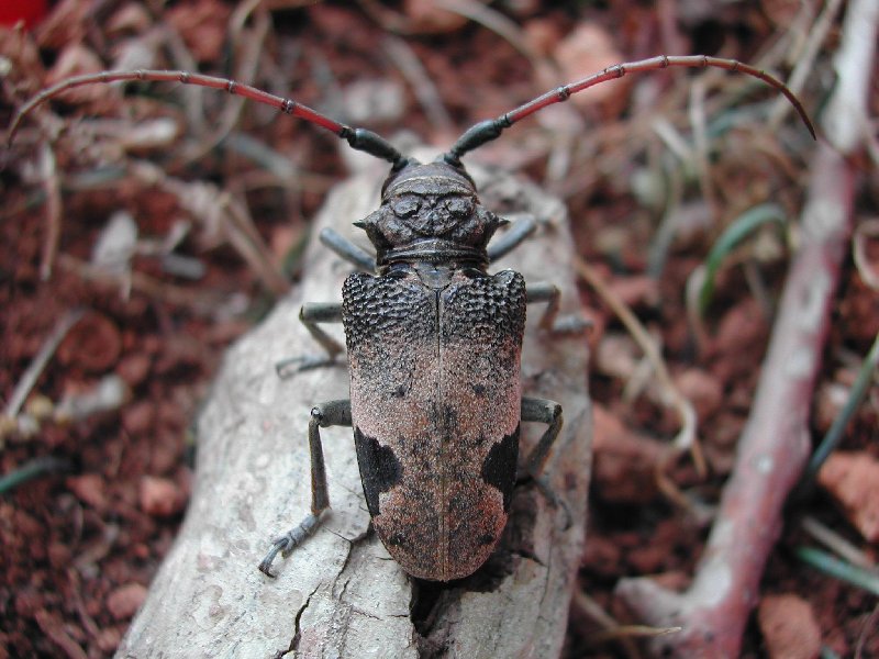 Coleoptera da Malta - Phryneta leprosa (Cerambycidae)